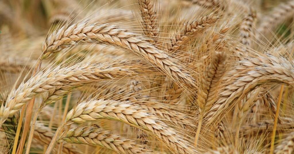 Shavuot Y La Ofrenda De Las Primicias Bikurim