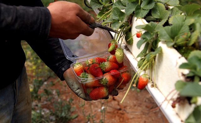 El Milagro De Israel Los Frutos Del Desierto